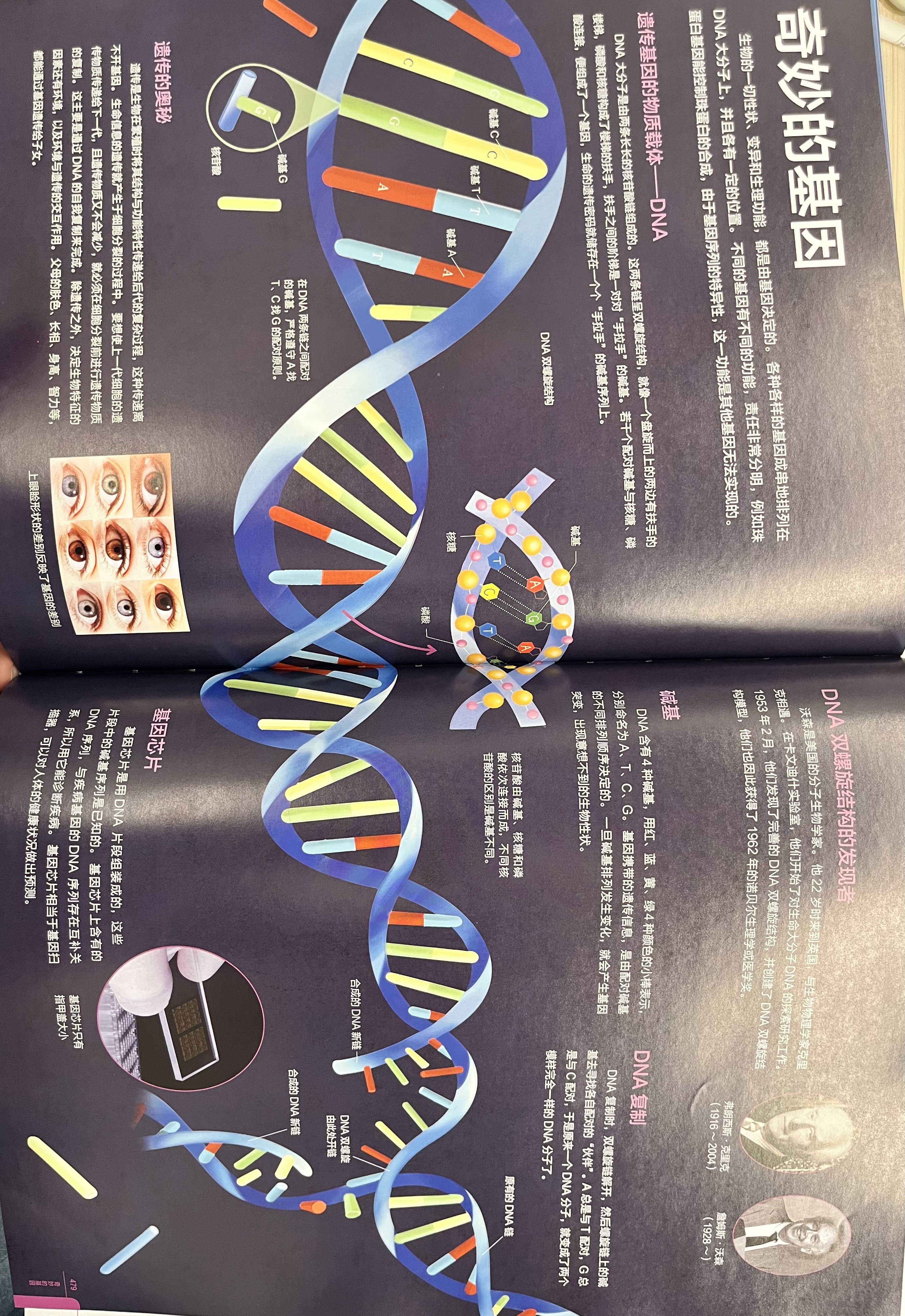 DNA Illustration