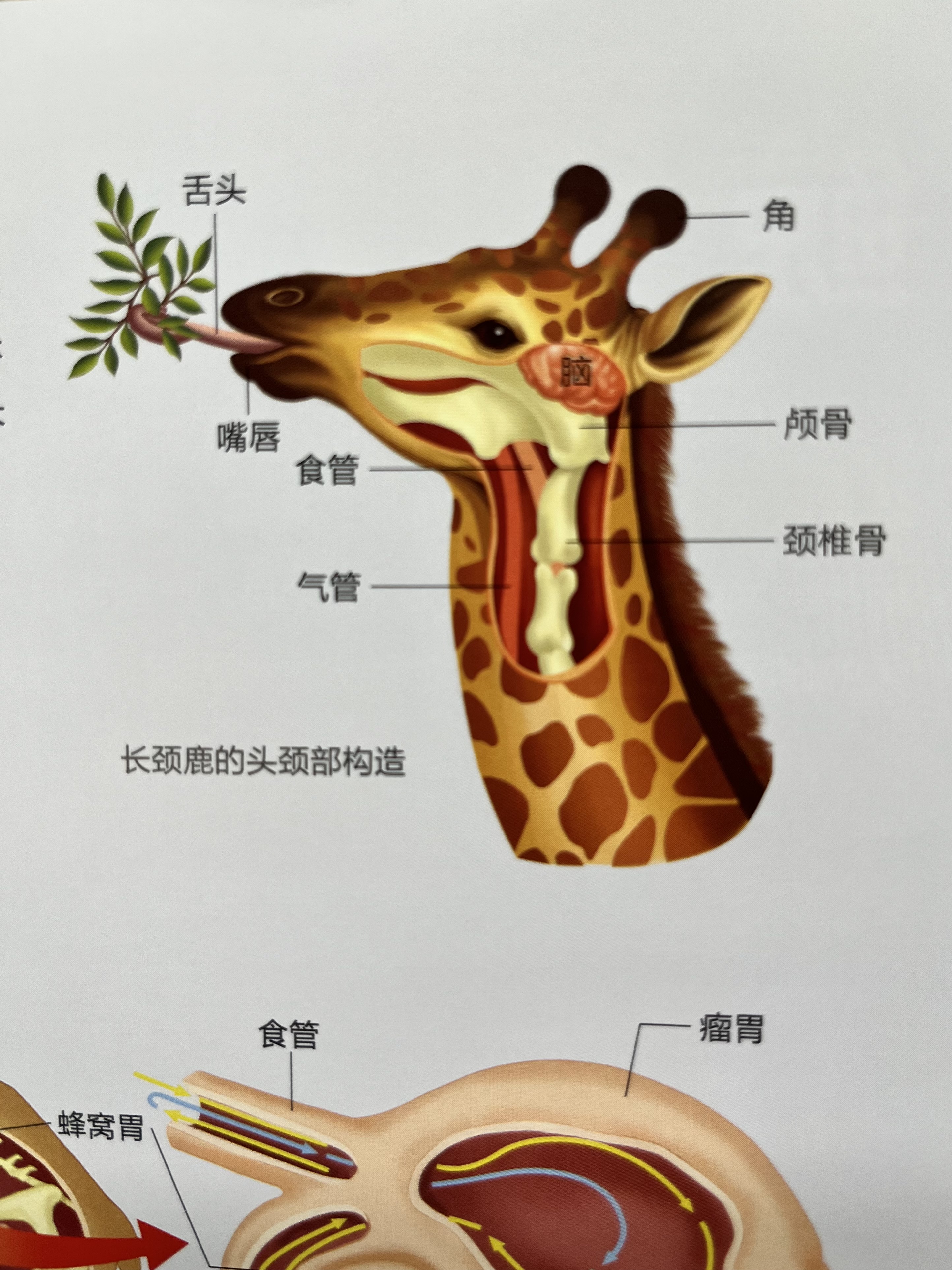 Giraffe Illustration